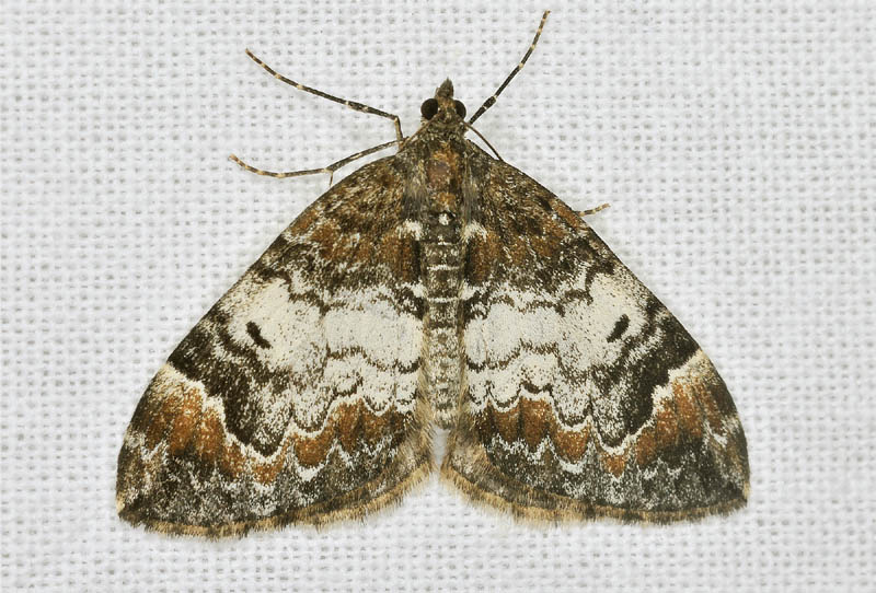 Geometridae - Dysstroma citrata e Dysstroma truncata